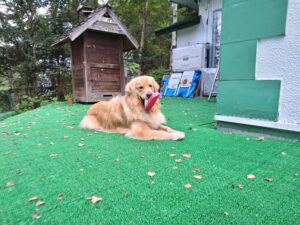 我が家の愛犬シェリくん