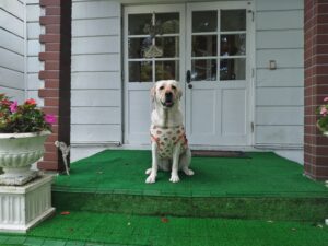 我が家の愛犬アイリーちゃん