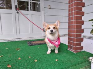 我が家の愛犬リリちゃん