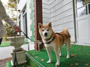 我が家の愛犬ななこちゃん