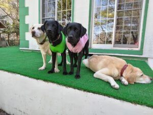 我が家の愛犬ヴィィスタくんとオクラちゃん