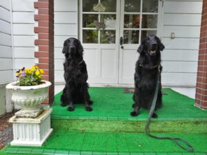 我が家の愛犬アランくん・ティアモちゃん