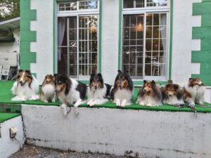 我が家の愛犬