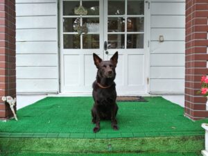 我が家の愛犬オリンピアちゃん