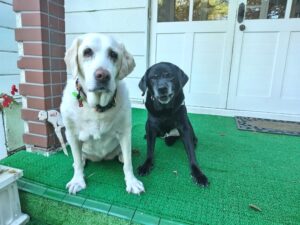 我が家の愛犬ニコちゃん