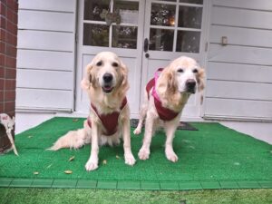 我が家の愛犬エマちゃん・フィオナちゃん