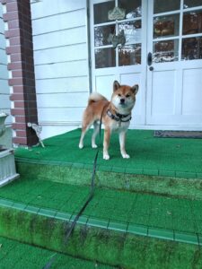 我が家の愛犬イエティくん