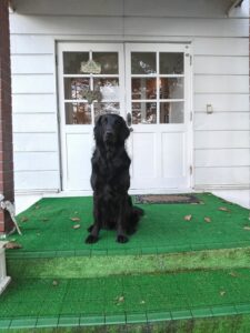 我が家の愛犬ティアモちゃん