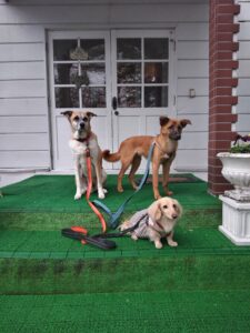 我が家の愛犬みにい・るいすけ・ぜんすけ