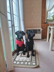 我が家の愛犬オクラちゃん・ヴィスタくん