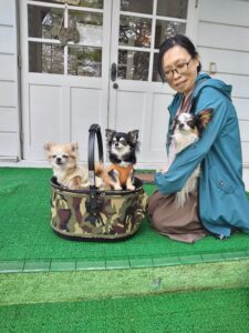 我が家の愛犬パセリちゃん・ヴィヴィちゃん・ゆきちゃん