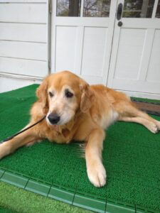 我が家の愛犬もち吉くん