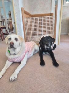 我が家の愛犬ニコちゃん