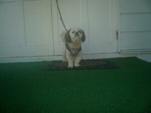 我が家の愛犬ハルちゃん