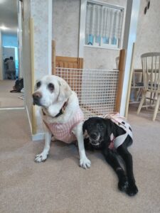 我が家の愛犬ニコちゃん