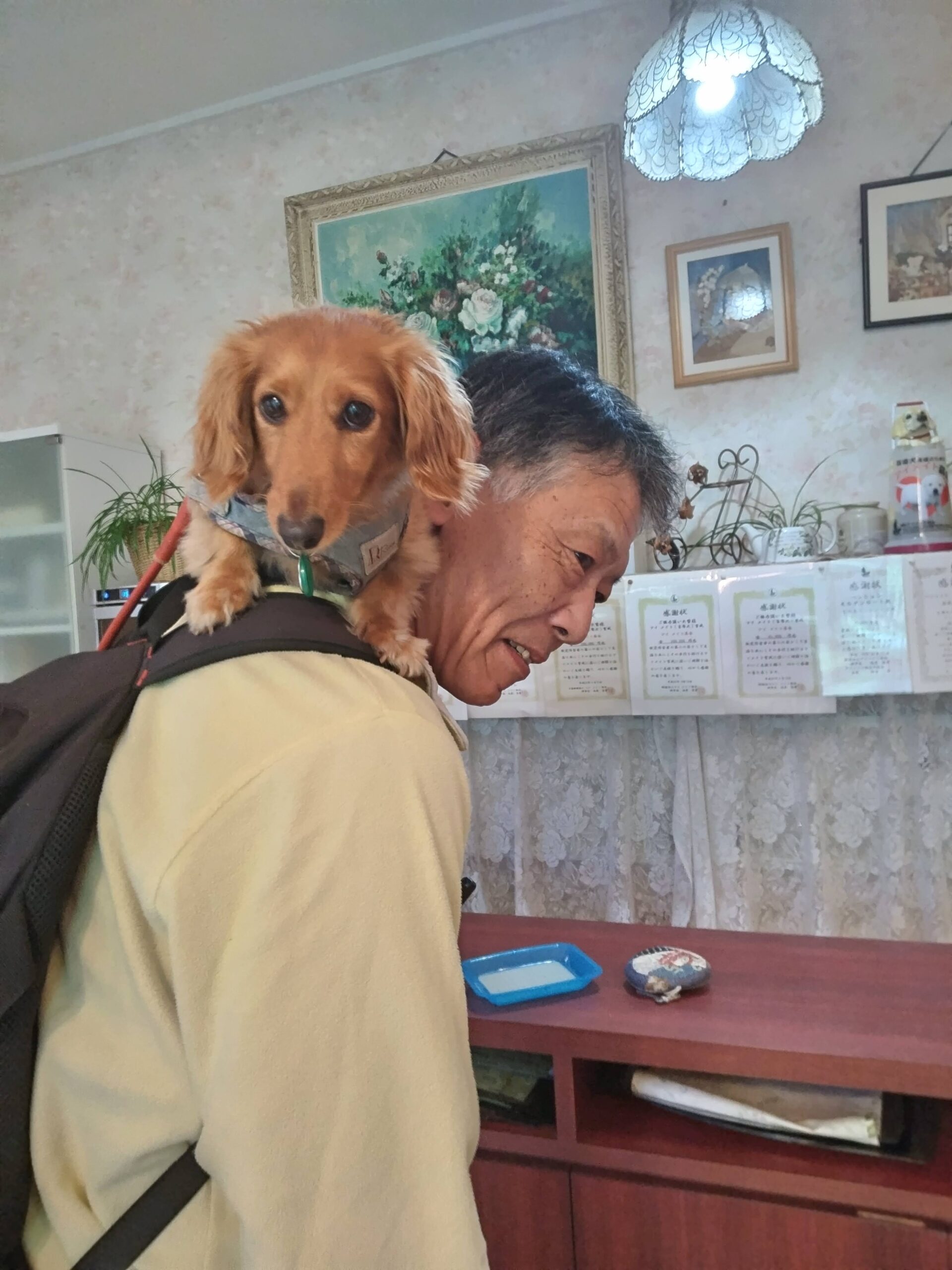 我が家の愛犬すみれちゃん