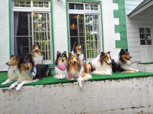 我が家の愛犬ラフグループ