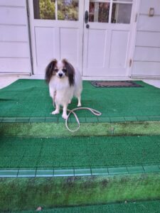 我が家の愛犬つばさくん