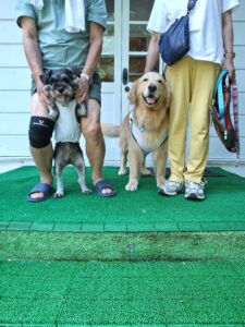 我が家の愛犬さくらとすみれちゃん