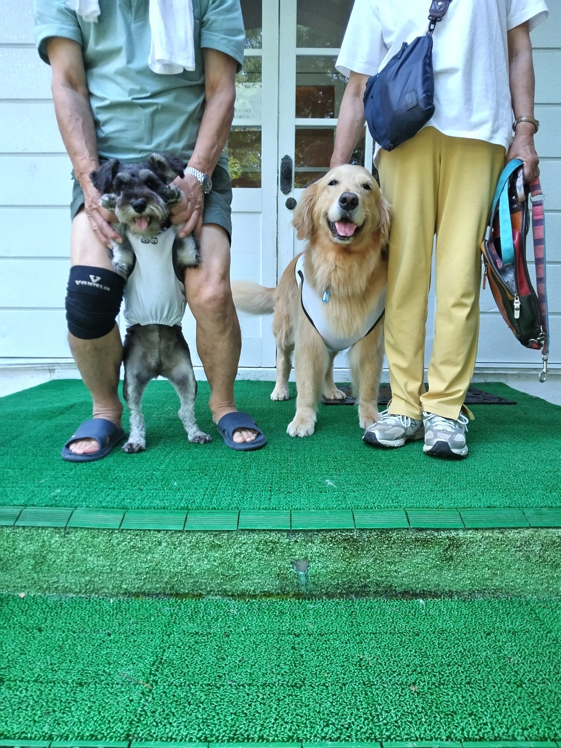 我が家の愛犬さくらとすみれちゃん