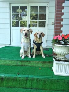 我が家の愛犬はな・とわくん