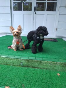 我が家の愛犬あずきちゃんとオレオくん