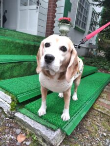 我が家の愛犬もなちゃん