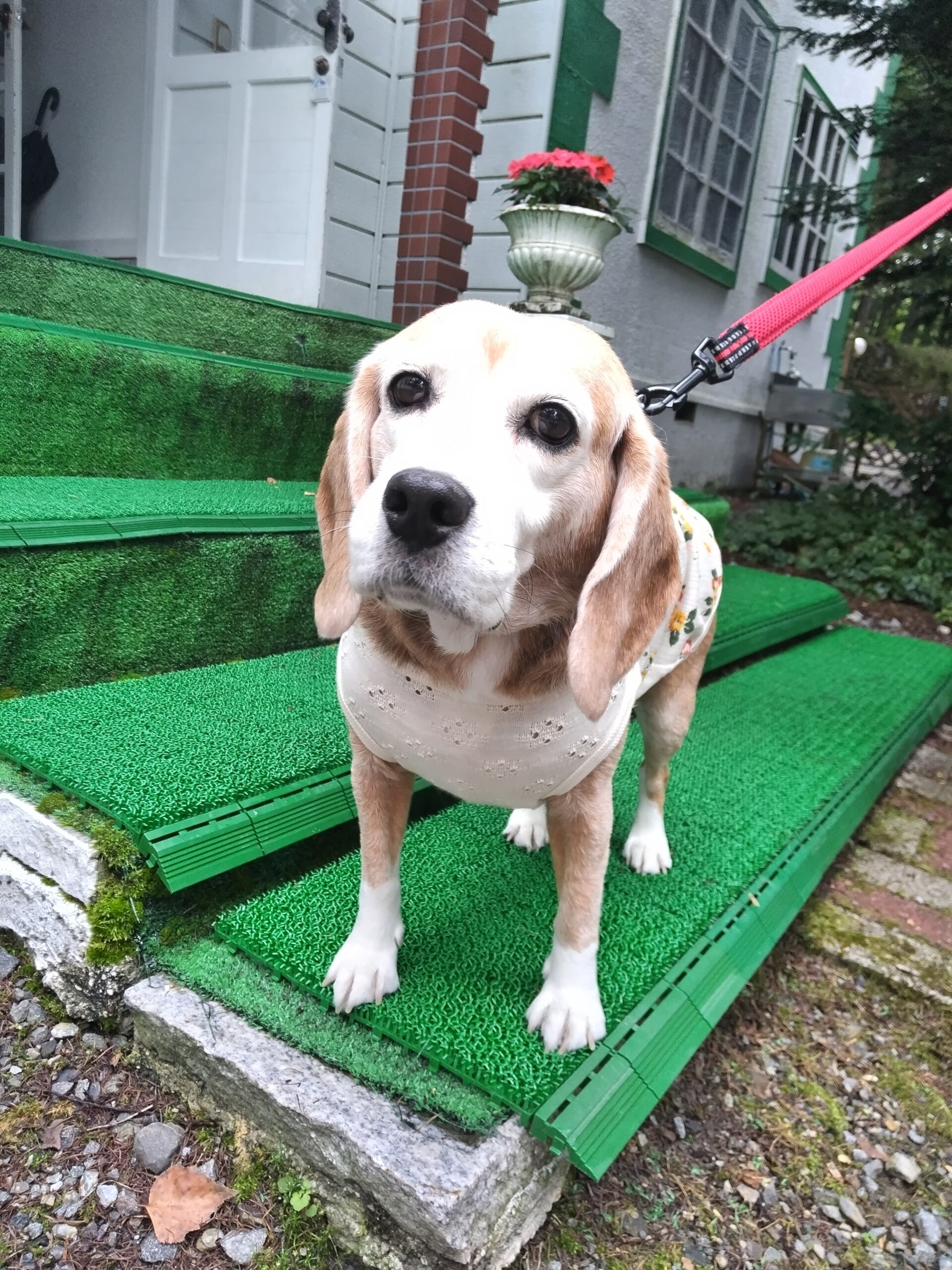 我が家の愛犬もなちゃん