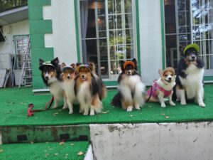 我が家の愛犬長浜グループです