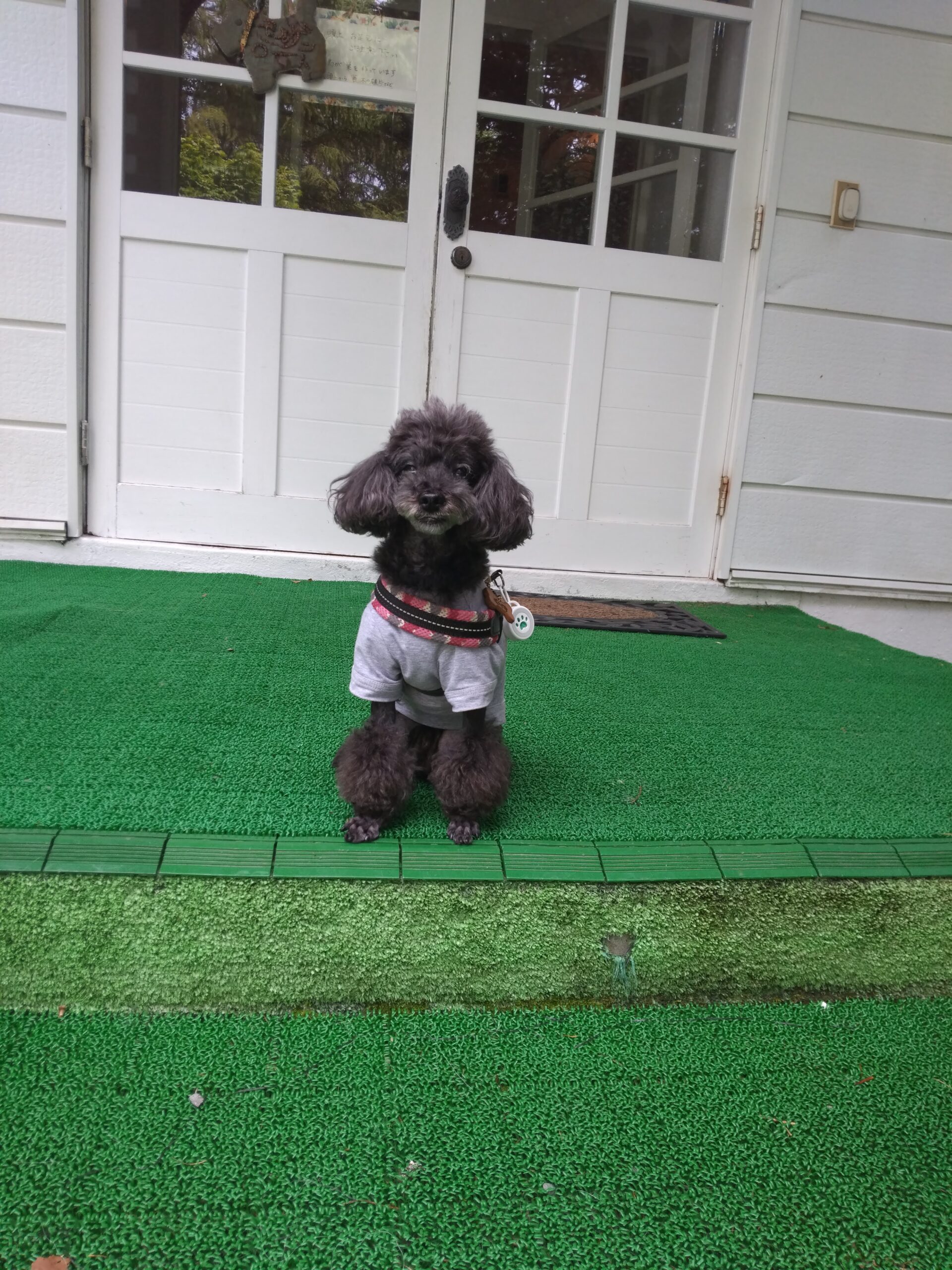 我が家の愛犬くりすくん