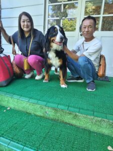 我が家の愛犬あんずちゃん