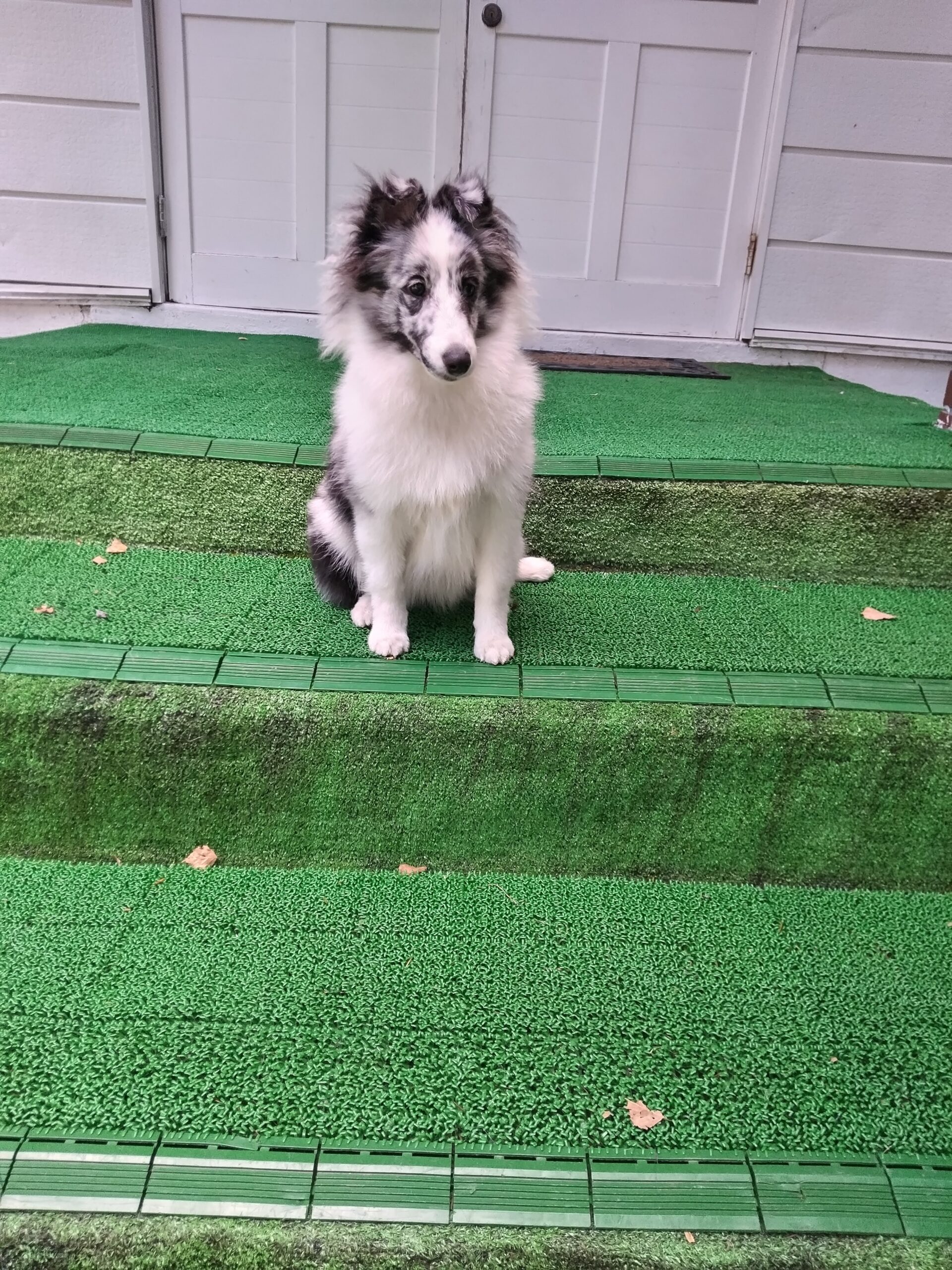 我が家の愛犬てまりちゃん