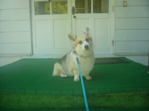 我が家の愛犬レノンくん