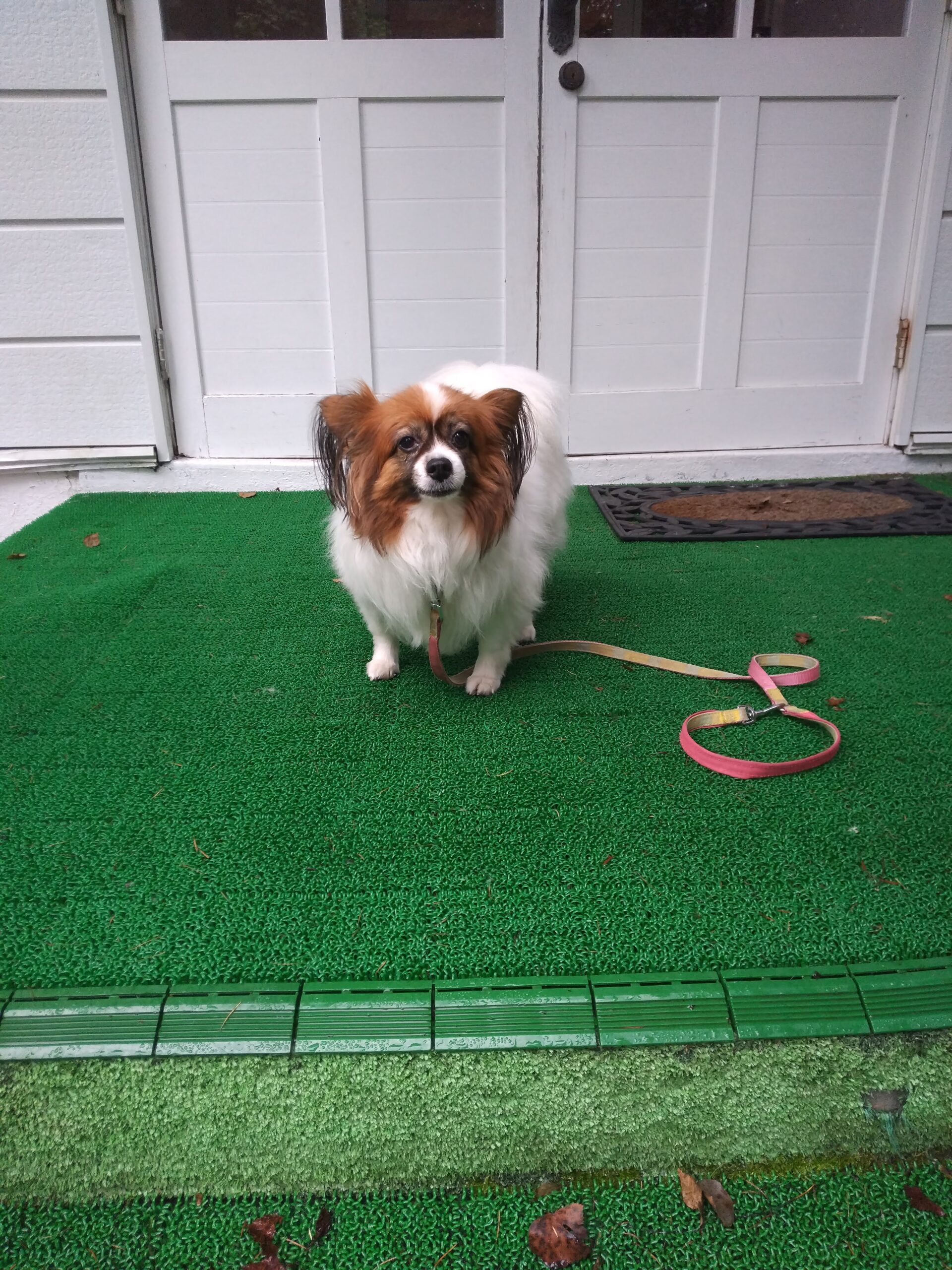 我が家の愛犬りりーちゃん