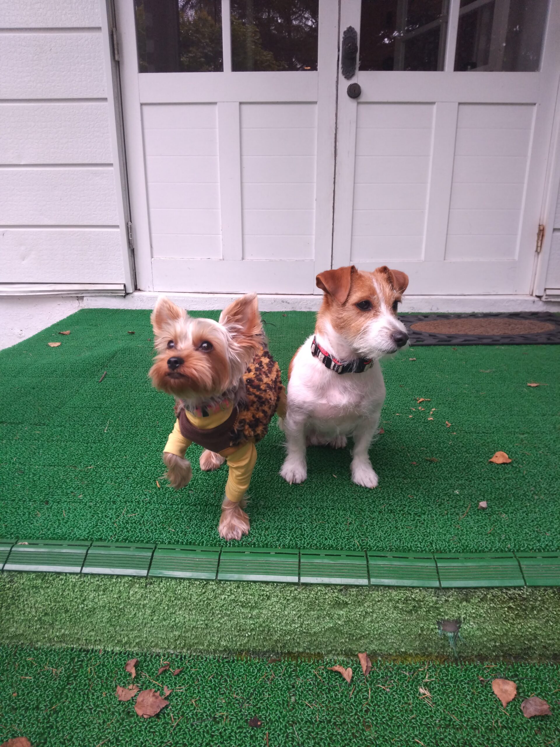 我が家の愛犬ビケとシュシュちゃん
