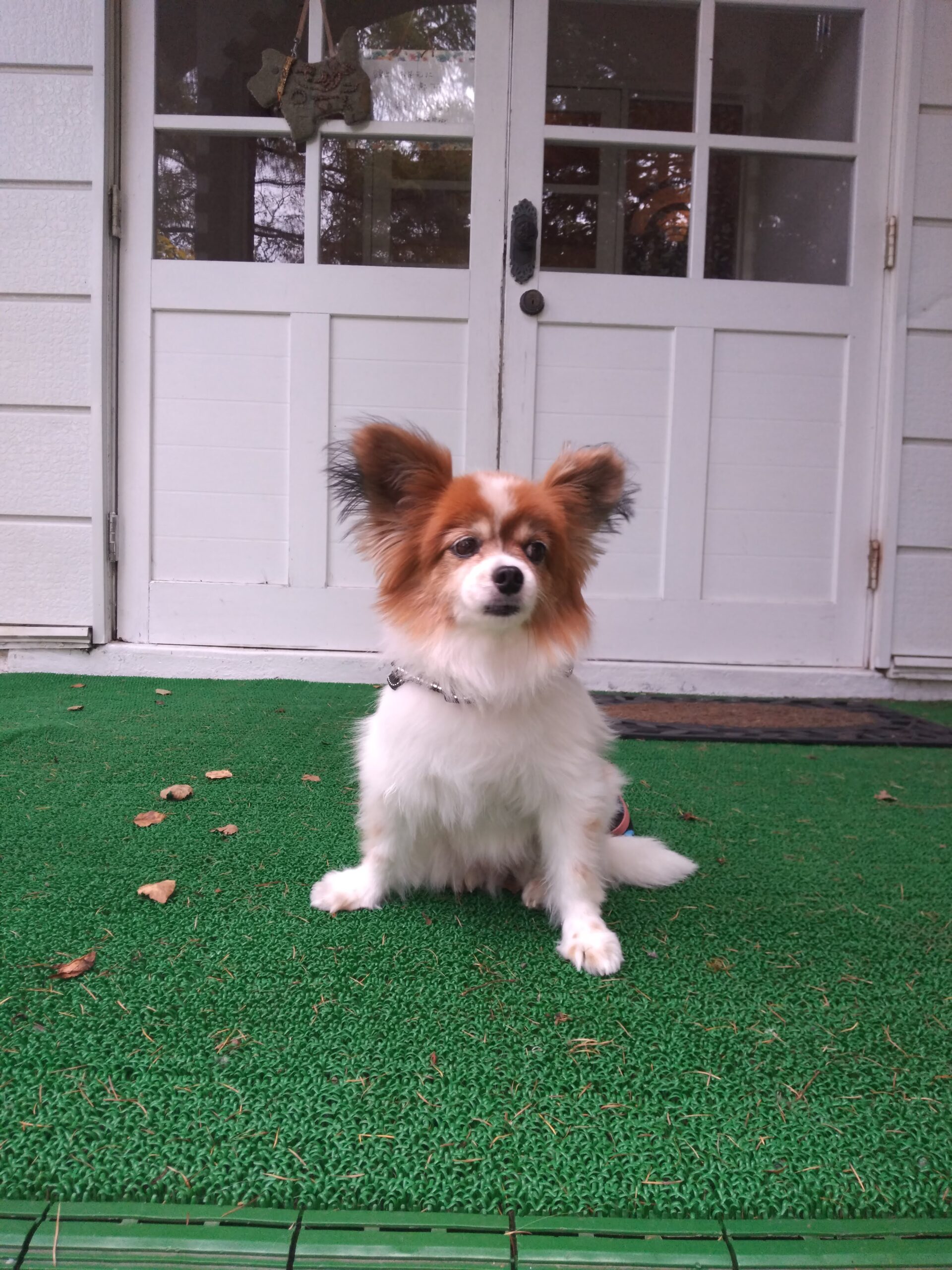 我が家の愛犬ももちゃん