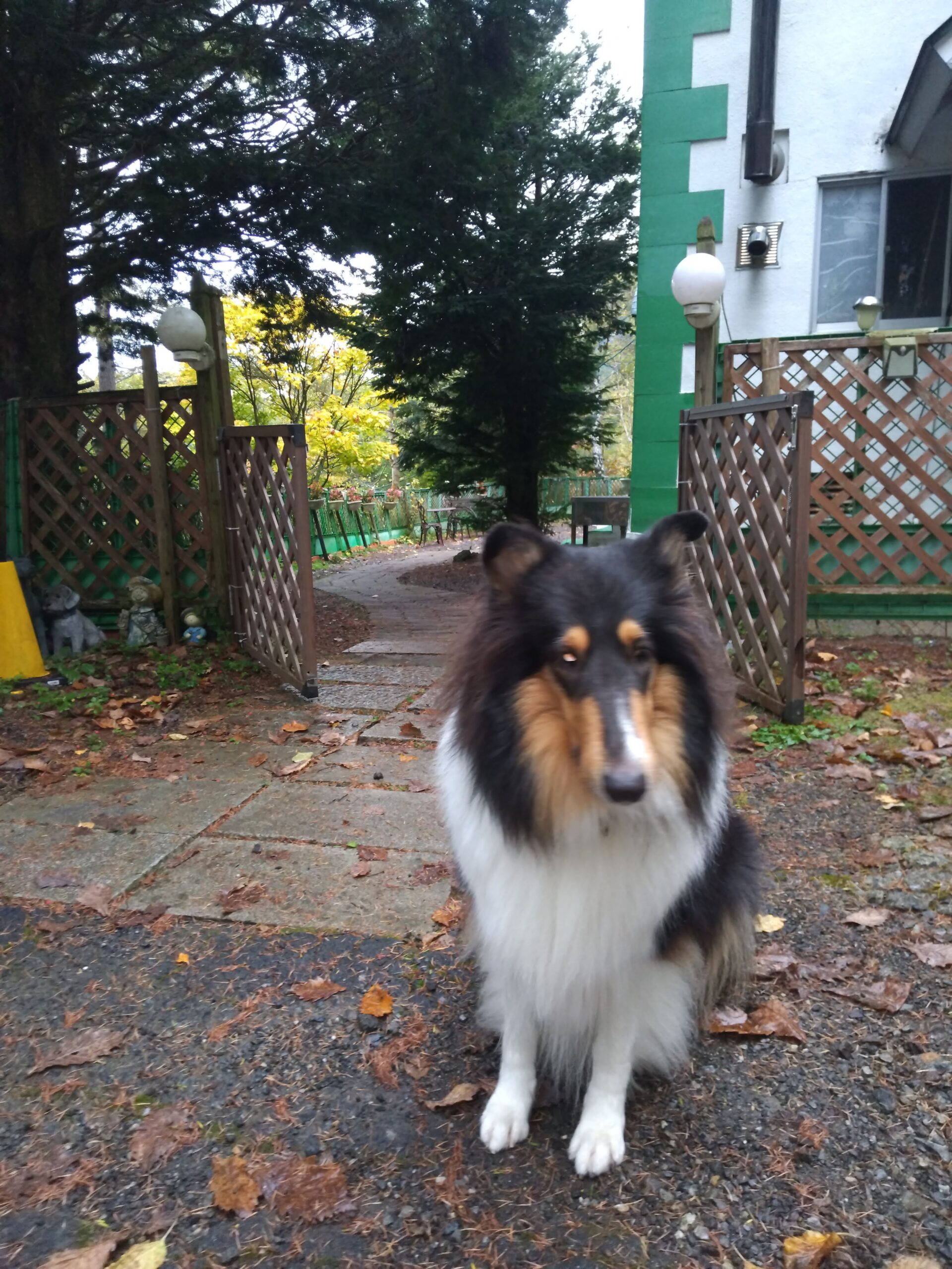 我が家の愛犬ヴィーナスちゃん