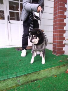 我が家の愛犬マリンちゃん