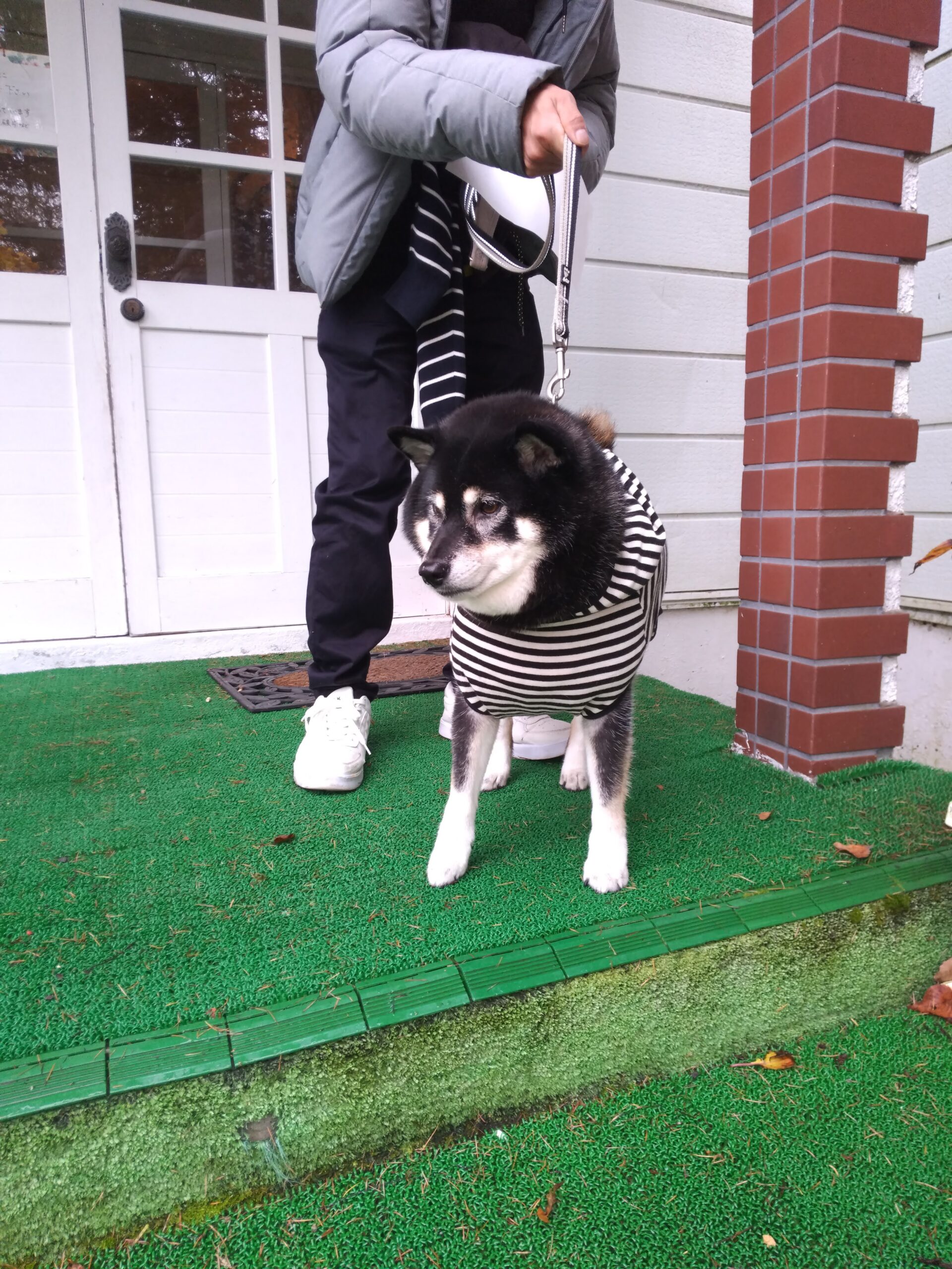 我が家の愛犬マリンちゃん