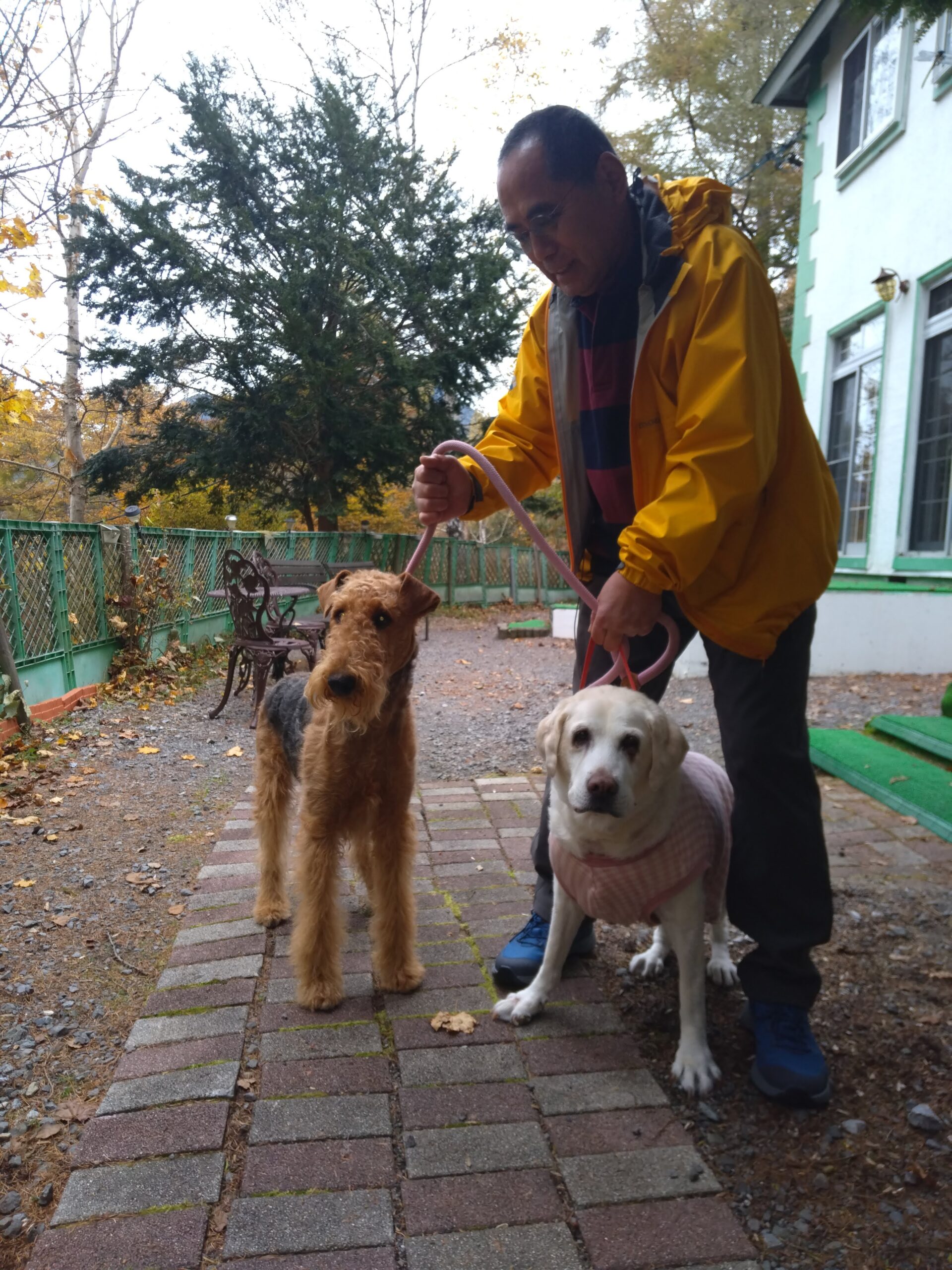 我が家の愛犬うるｊｒくん