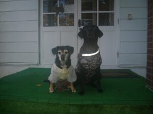 我が家の愛犬はなちゃんとももこちゃん