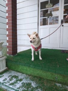 我が家の愛犬葉月ちゃん