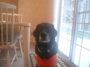 我が家の愛犬アイリーちゃん