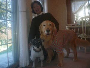 我が家の愛犬さくらとすみれちゃん