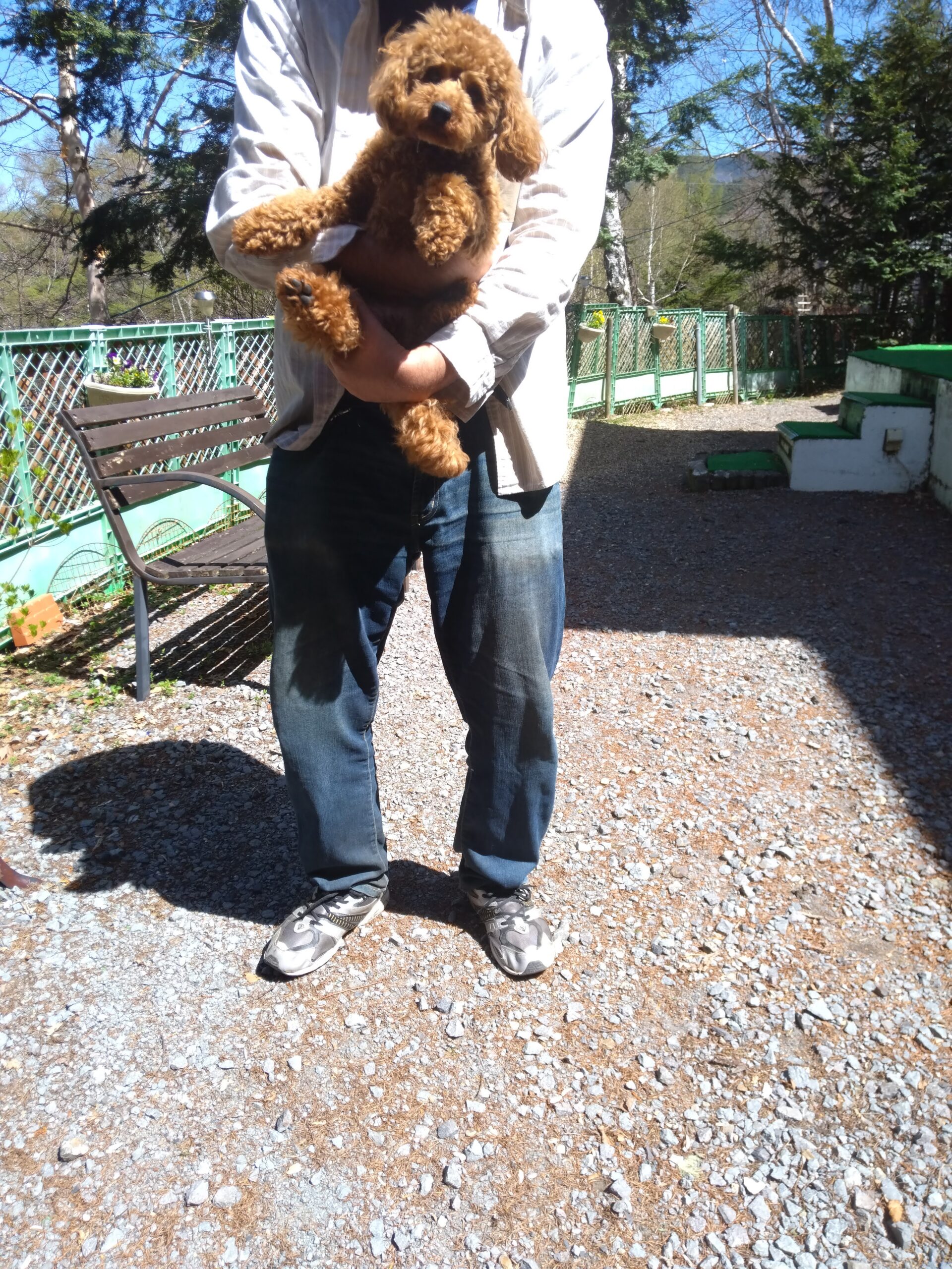 我が家の愛犬モカちゃん