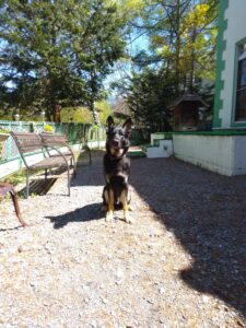 我が家の愛犬ディーンくん