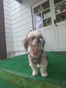 我が家の愛犬ハルちゃん