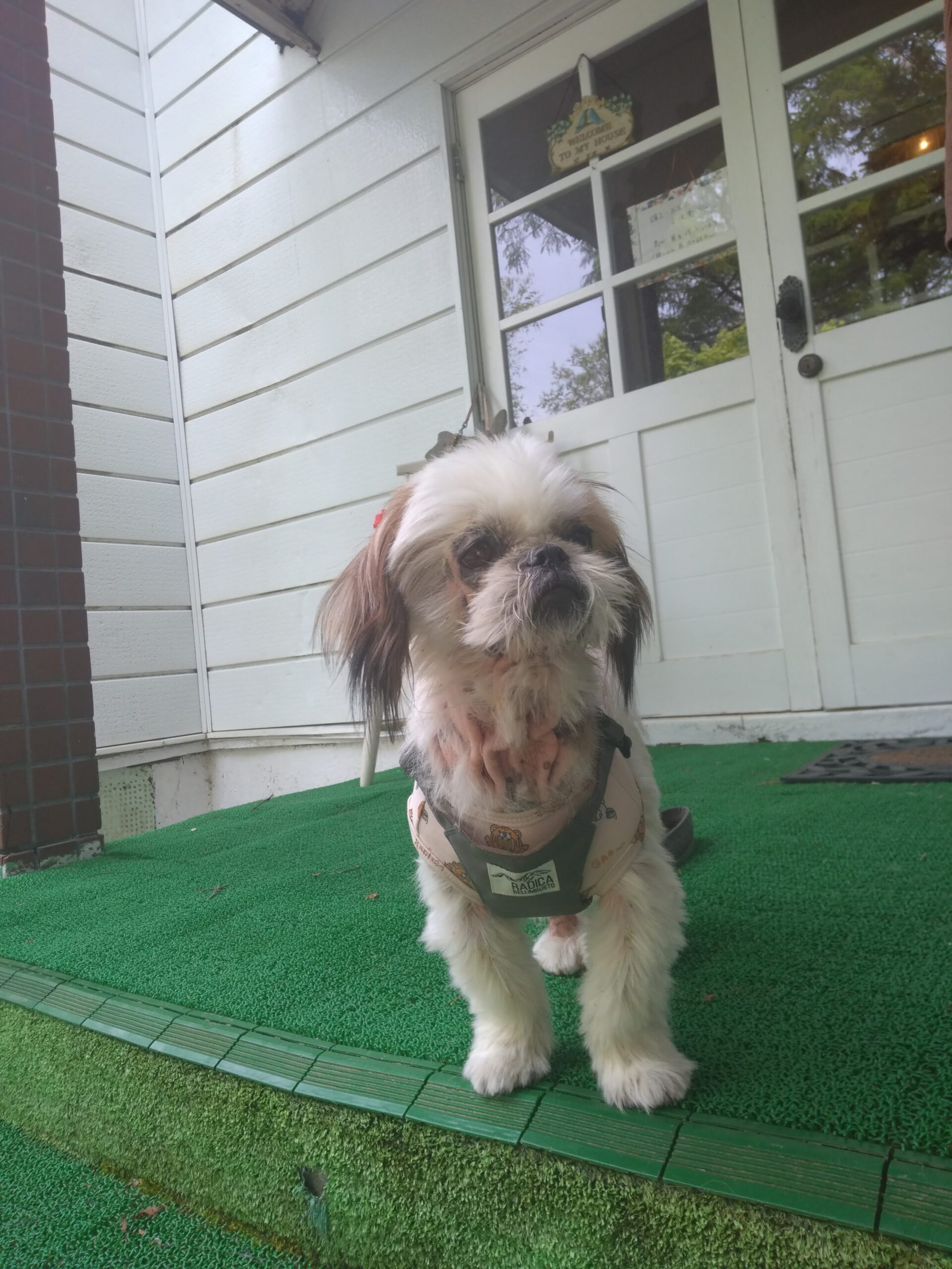 我が家の愛犬ハルちゃん
