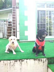 我が家の愛犬アイリちゃん