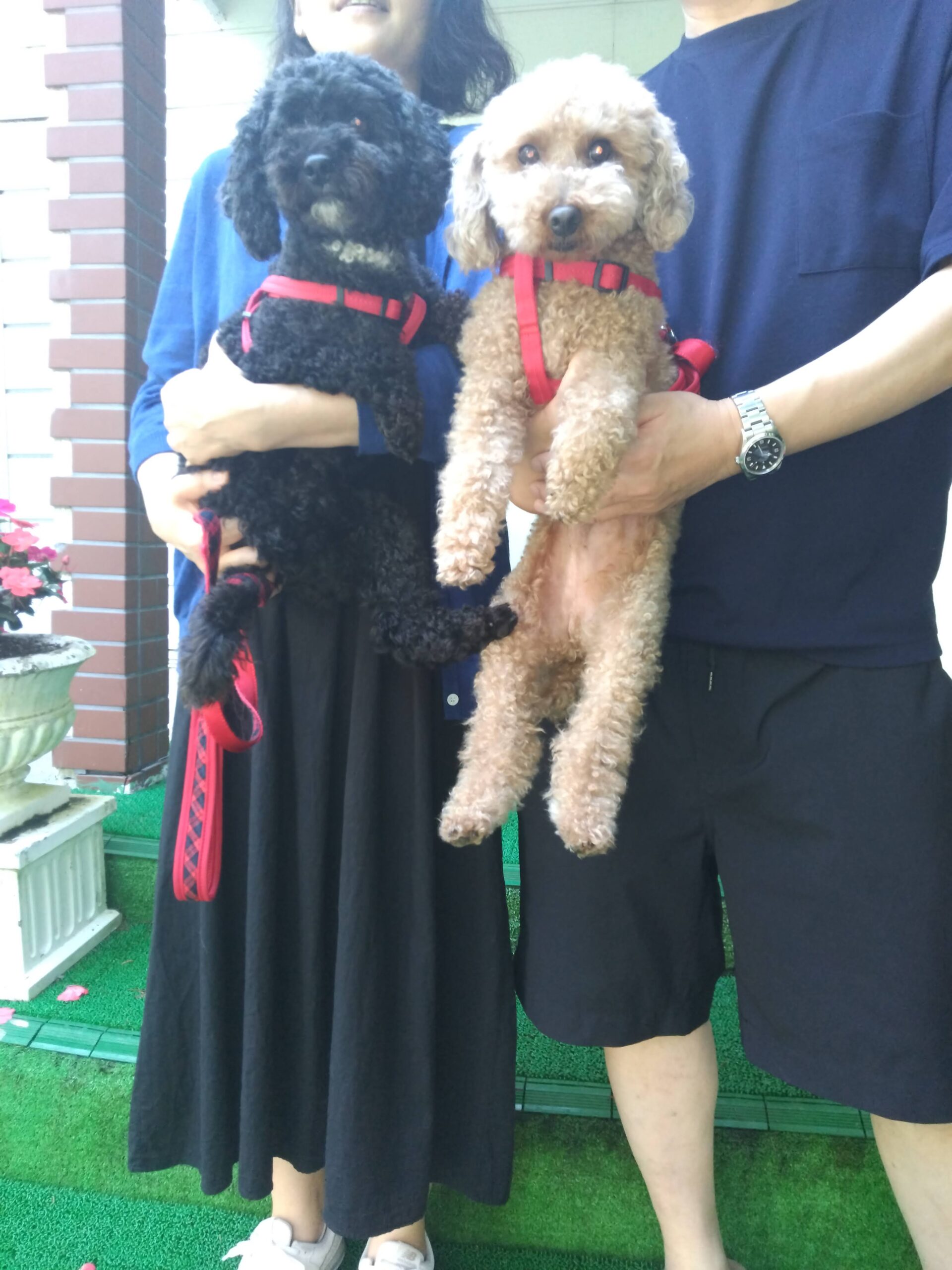 我が家の愛犬ぷーすけくんとのんちゃん